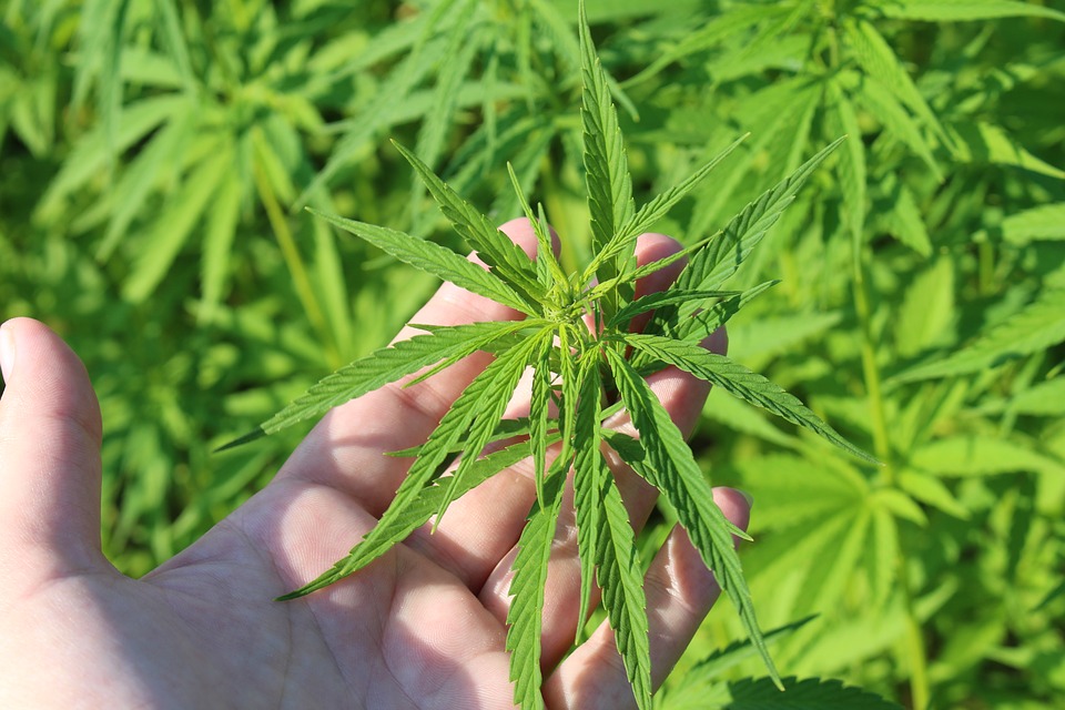 Canna-Conscious Containers